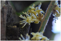 Actinodaphne angustifolia